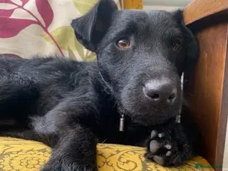 Mixed Breed dogs 💙🐶 JAKE - Young Patterdale cross boy 🐶💙 - Advert 4