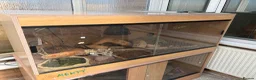 Python Snake reptiles for sale: 2 royal pythons and full set up in Eastbourne - Advert 5