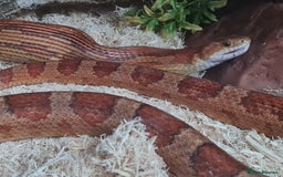 Corn Snake reptiles for sale: Corn Snake For Sale - Image 5