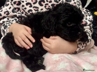 Cavapoo dogs Ready now, extensively health tested F1 cavapoo - Advert 6