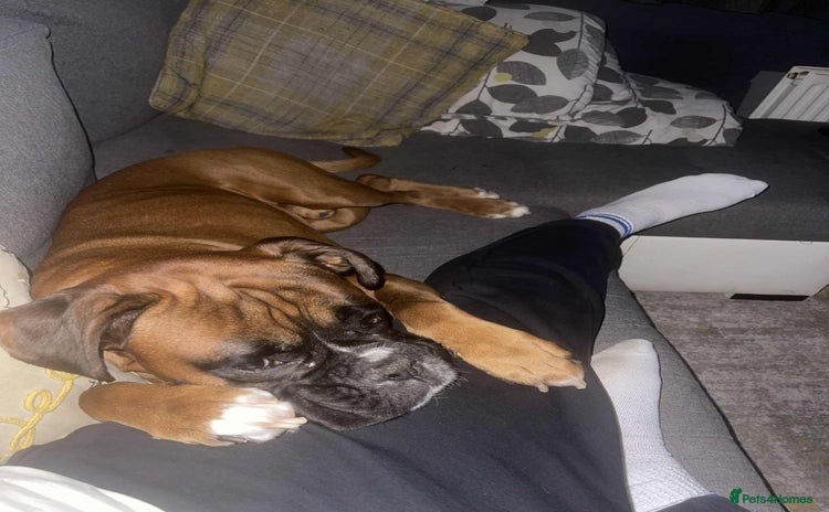 Boxer dogs - Advert 1