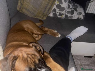 Boxer dogs - Advert 2