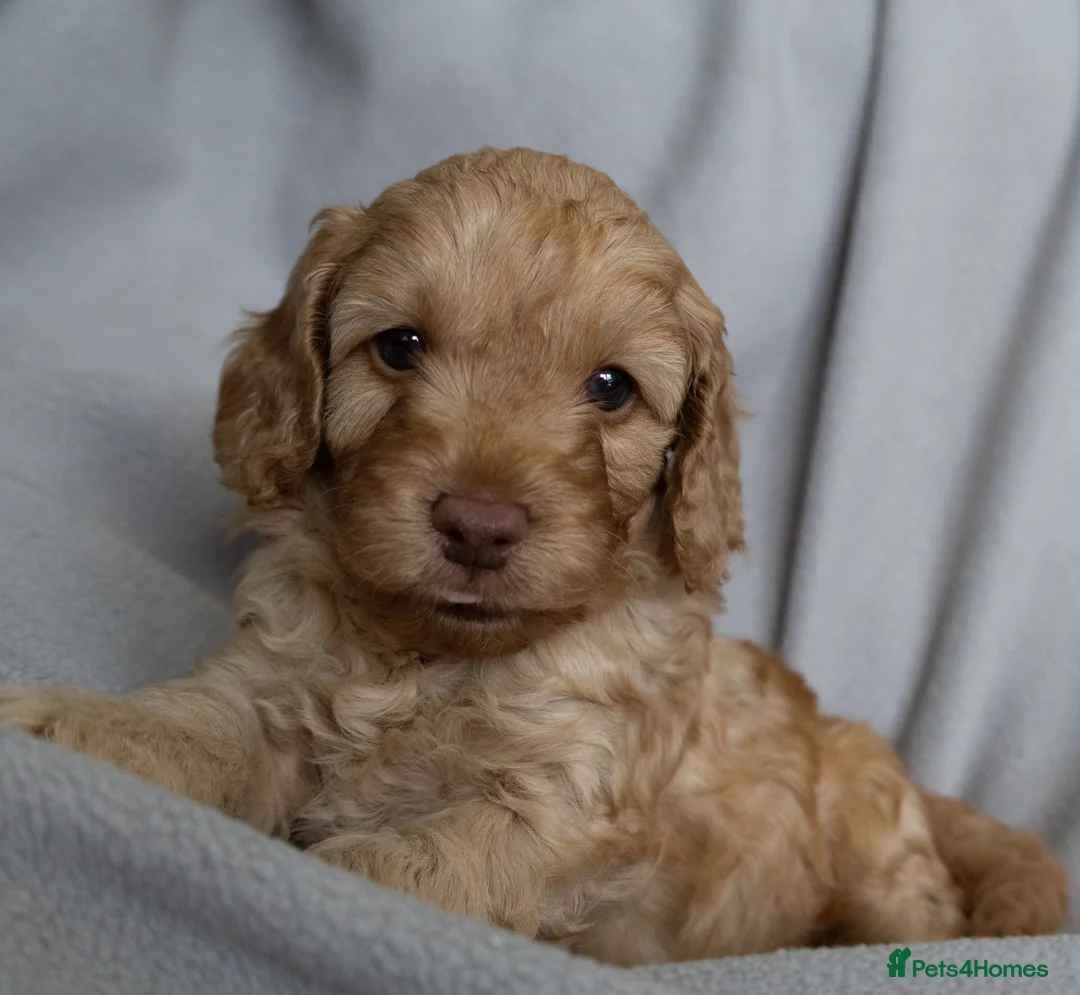 Cockapoo dogs for sale: Beautiful Cockapoo Puppies - Advert 1
