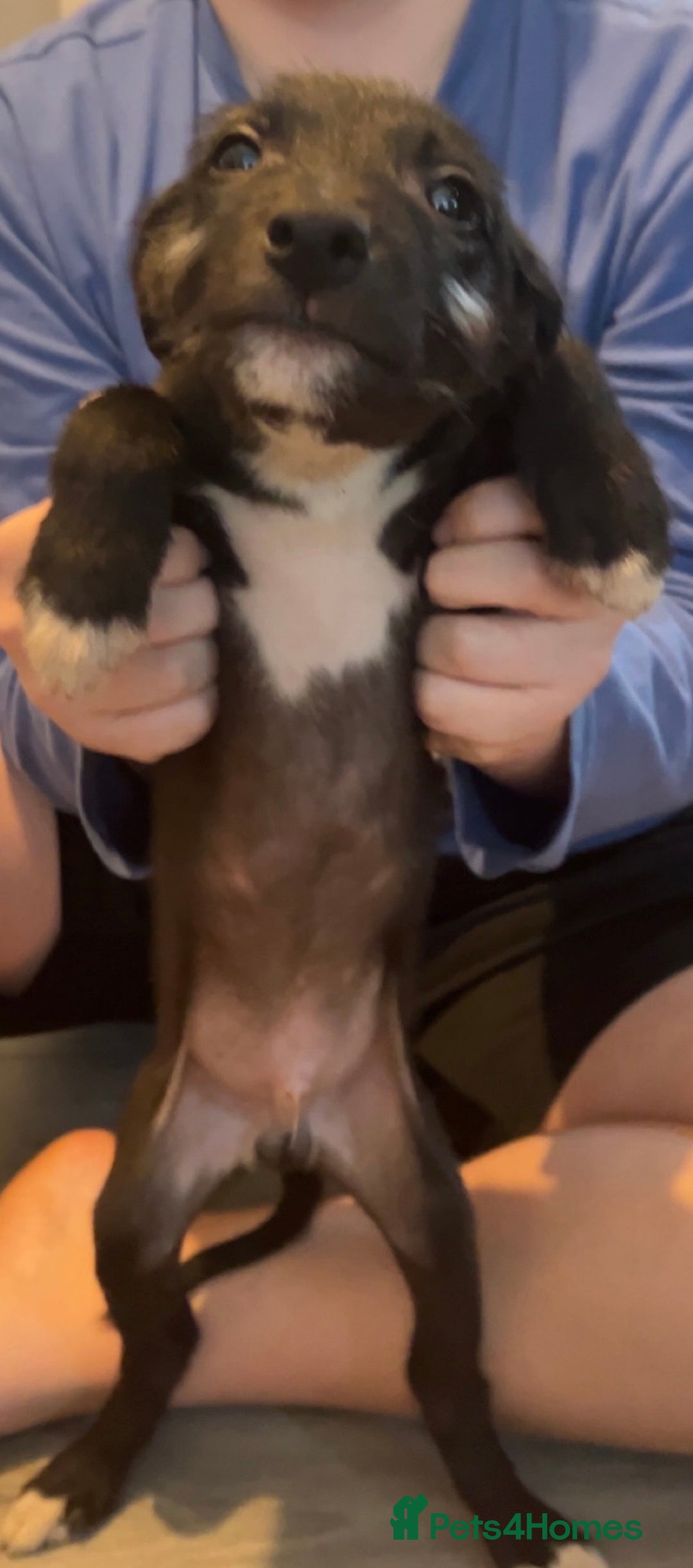 Mixed Breed dogs for sale: Beddy Whippet x Whippet lurchers  - Advert 4