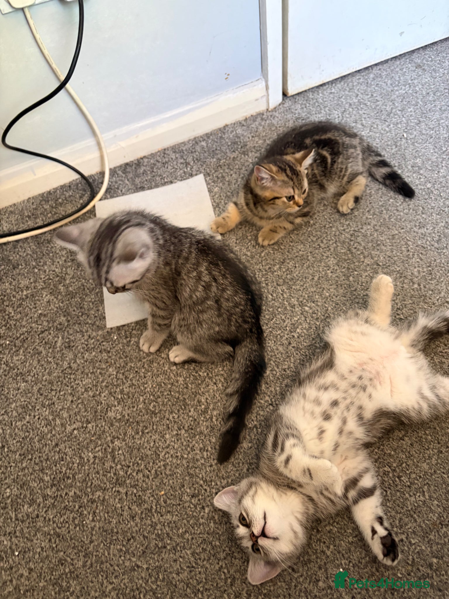 British Shorthair cats for sale: British short hairs  in Horsham - Advert 6