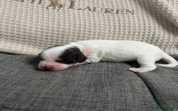Cockapoo dogs for sale: Stunning litter of f1b cockapoo puppies  - Image 10