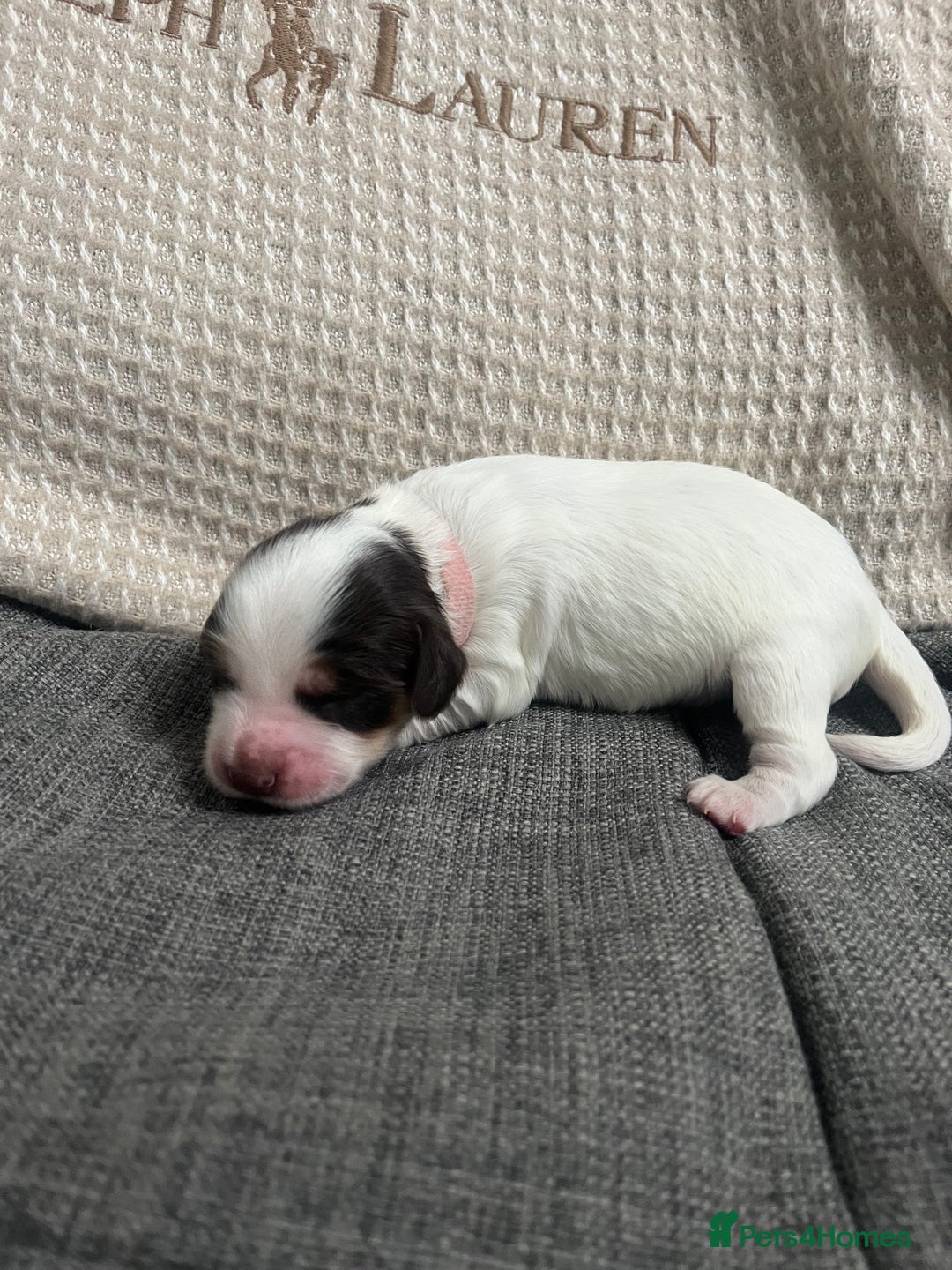 Cockapoo dogs for sale: Stunning litter of f1b cockapoo puppies  - Image 10