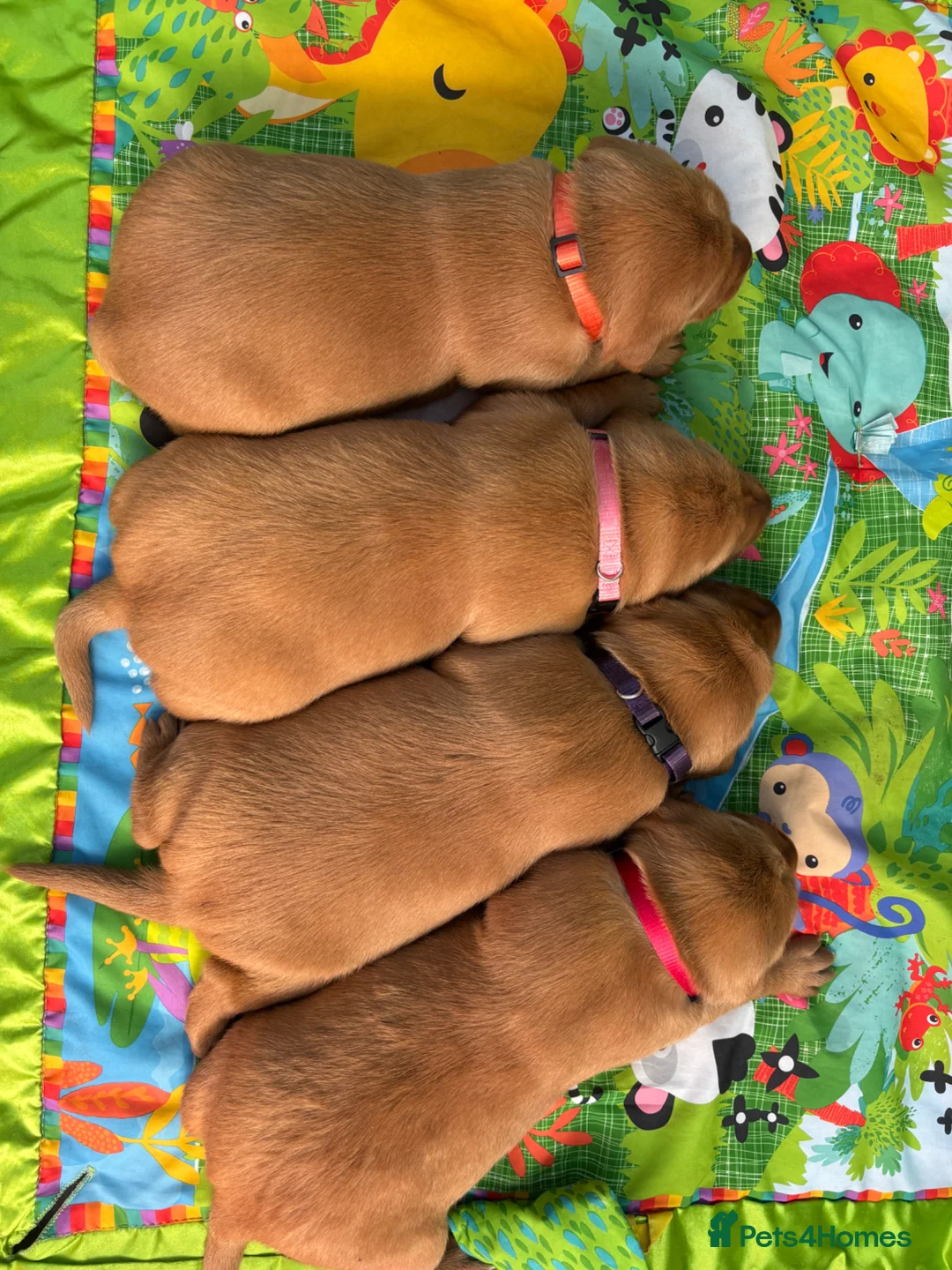 Labrador Retriever dogs for sale: FiOx red Labradors  - Advert 12