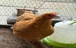 Chickens poultry for sale: Chickens for sale  - Advert 1