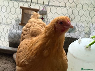 Chickens poultry for sale: Chickens for sale - Advert 1