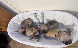 French Bulldog dogs for sale: French Bulldog Puppies  - Image 6