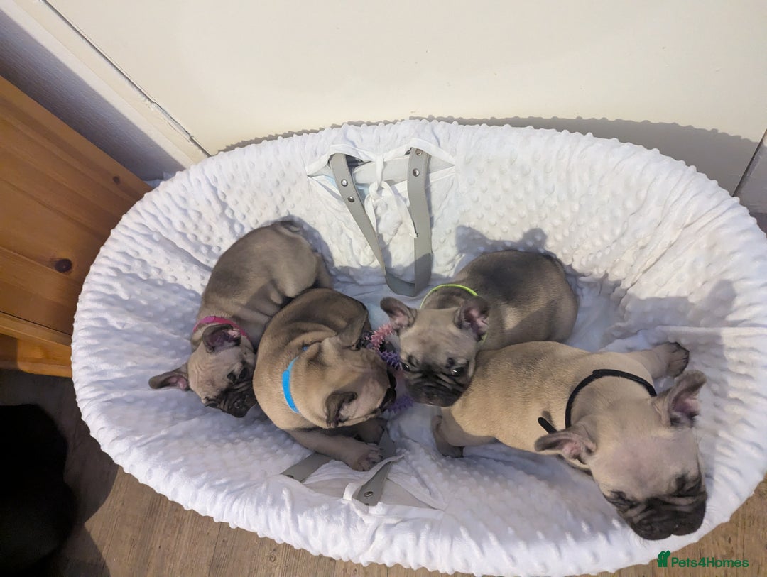 French Bulldog dogs for sale: French Bulldog Puppies  - Image 6