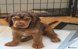 Cocker Spaniel dogs for stud: Stunning  Cocker Spaniel for stud in Northwood - Image 13