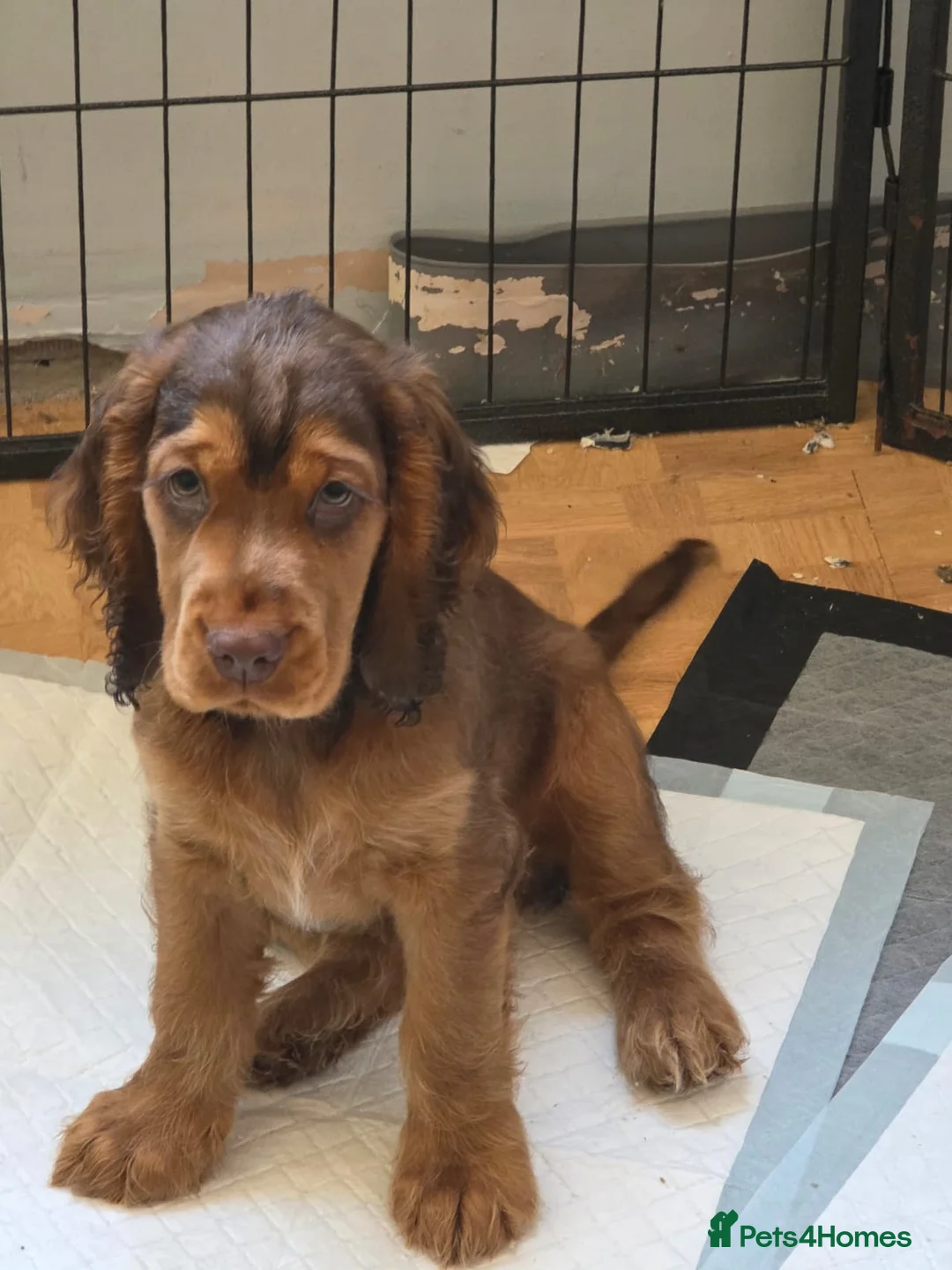Cocker Spaniel dogs for stud: Stunning  Cocker Spaniel for stud in Northwood - Advert 13