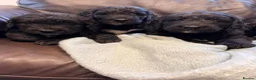 Saint Berdoodle dogs for sale: Saint berdoodle puppies  in Kilmarnock - Advert 16