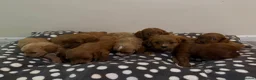 Cavapoo dogs for sale: Are gorgeous cavapoo puppies  - Advert 3