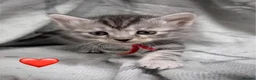 Siberian cats for sale: Siberian kittens  - Advert 3