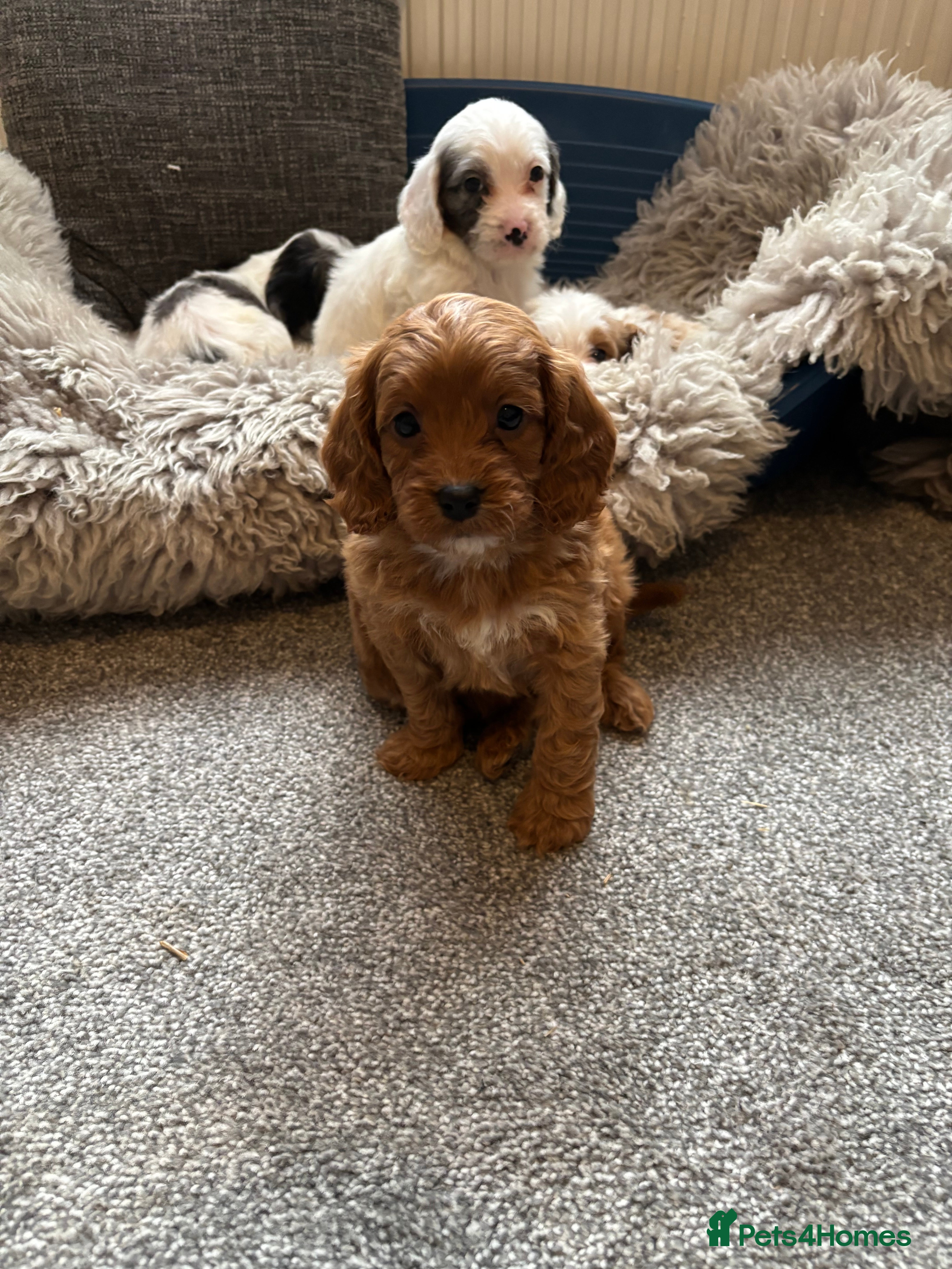 Cavapoo dogs Cavapoo puppies  - Advert 8