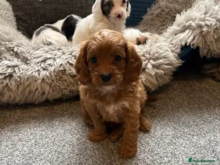 Cavapoo dogs Cavapoo puppies - Advert 8