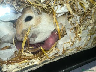 Gerbil rodents Gerbils in need of a home - Advert 8