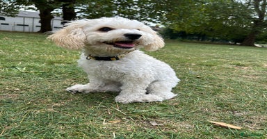 Poochon dogs - Advert 1