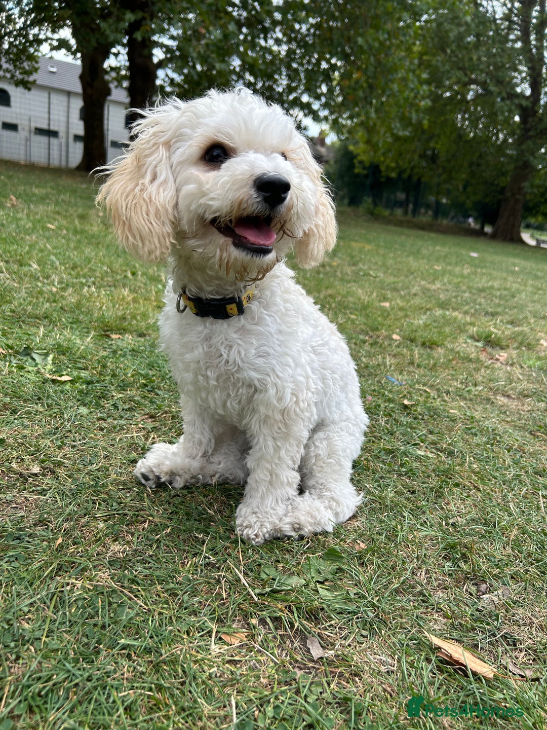 Poochon dogs for sale: Poochon puppy - Image 2