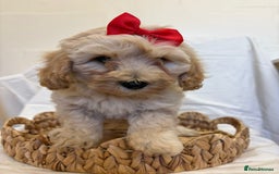 Cavapoo dogs for sale: Beautiful Cavapoo’s - Image 17