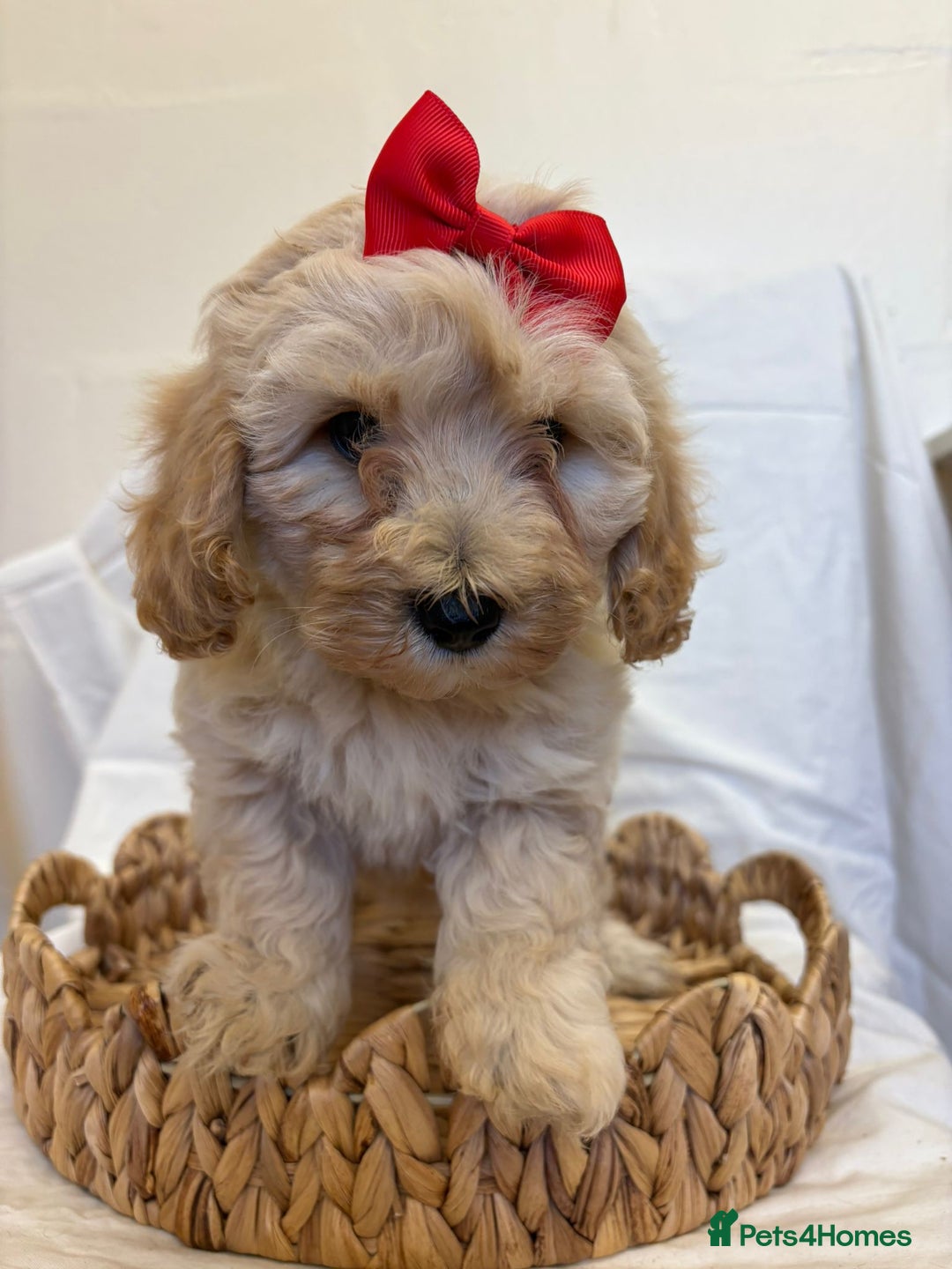 Cavapoo dogs for sale: Beautiful Cavapoo’s - Image 17