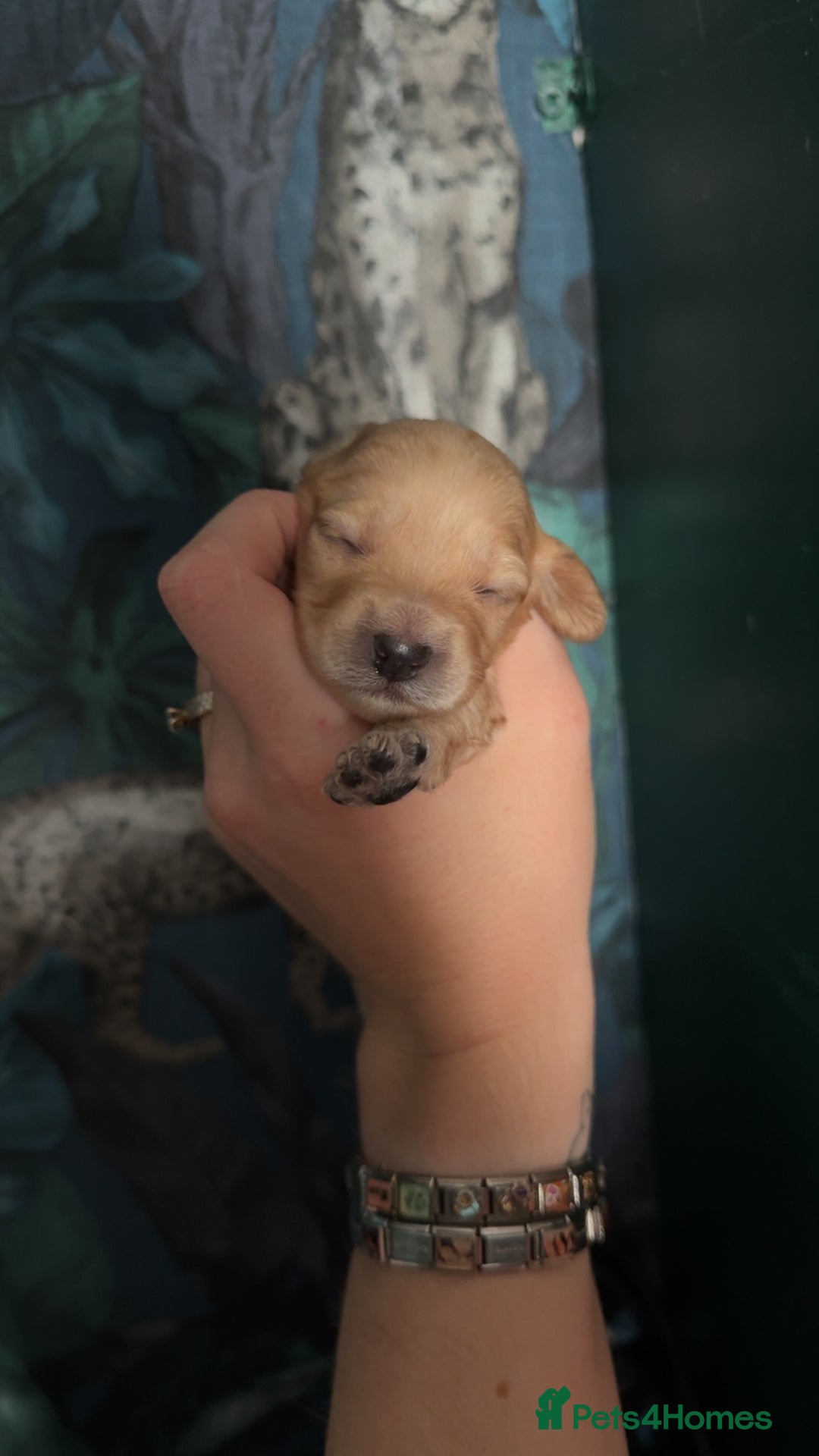 Cockapoo dogs for sale: Beautiful F1 Cockapoos  - Image 13