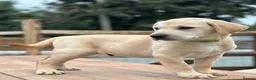 Labrador Retriever dogs for sale: KC REGISTERED LABRADOR PUPPIES - Advert 8