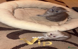 British Shorthair cats for sale: British short hair kittens  - Advert 12