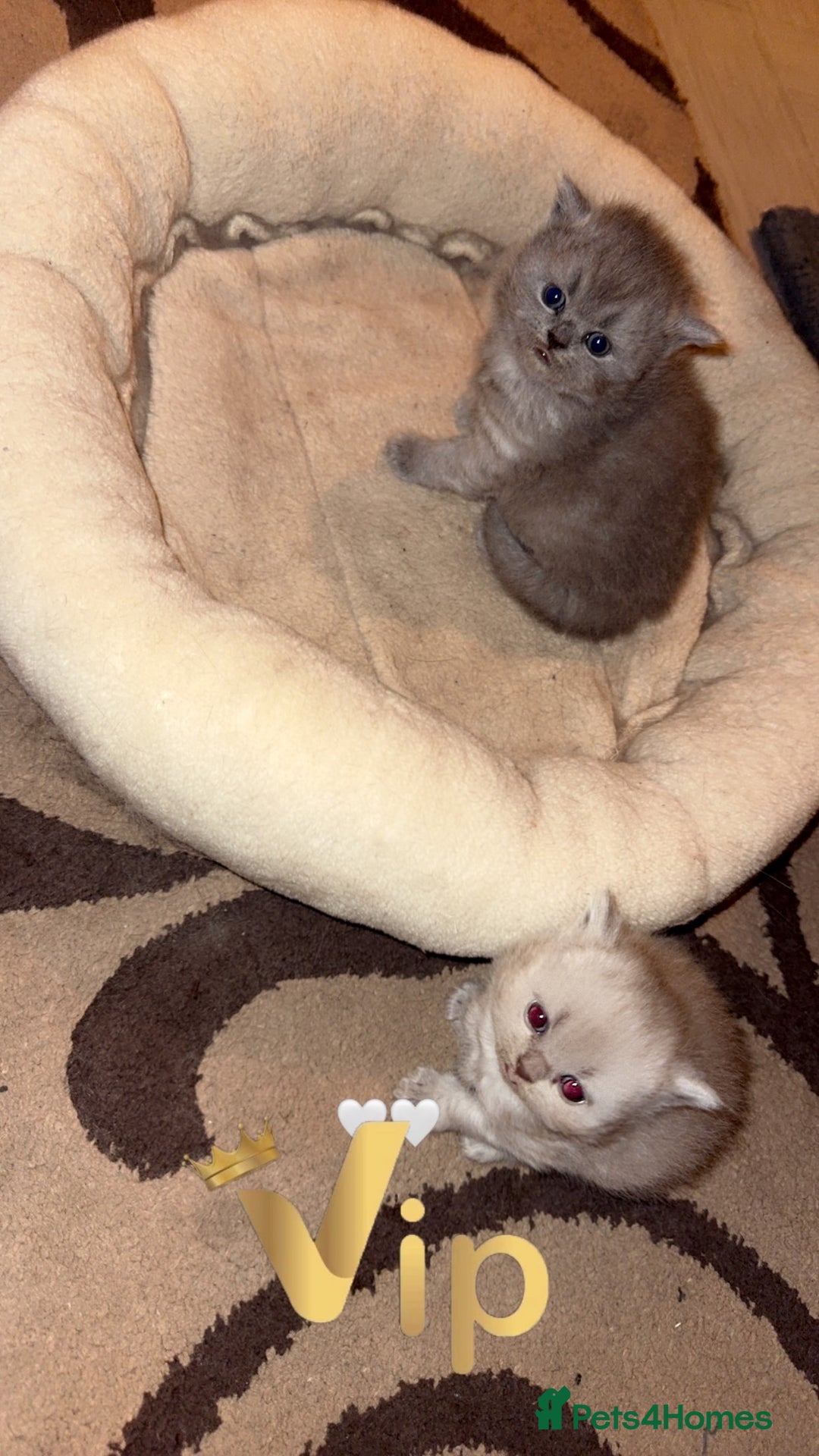 British Shorthair cats for sale: British short hair kittens  - Advert 12
