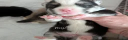 Welsh Corgi Pembroke dogs for sale: Quality, dna clear healthy fit pups - Advert 3