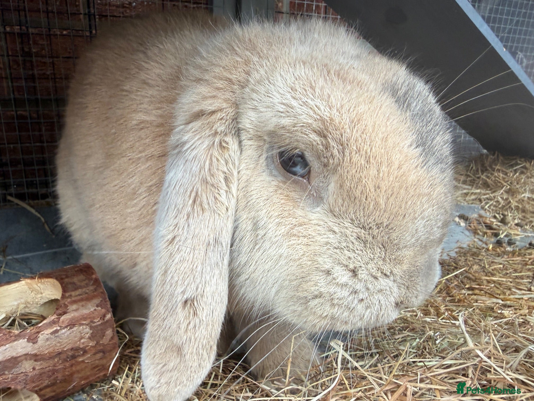 Mini Lop rabbits Mini Lop boy  - Advert 1