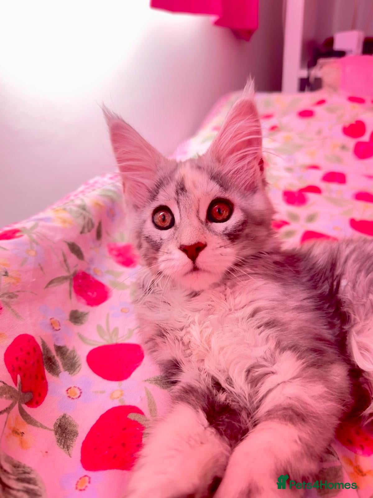 Maine Coon cats Pure breed XXL Maine Coon kittens  - Advert 12