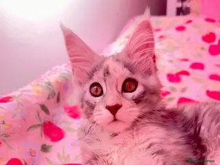 Maine Coon cats Pure breed XXL Maine Coon kittens - Advert 12