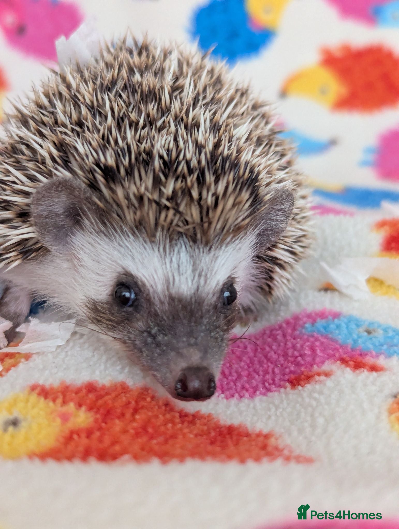 Pygmy Hedgehog rodents Reduced!!! 3 Stunning Females. Ready Now!!!! - Advert 1