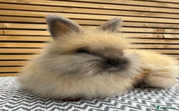 Angora rabbits for sale: Full Face English Angora’s  - Image 2
