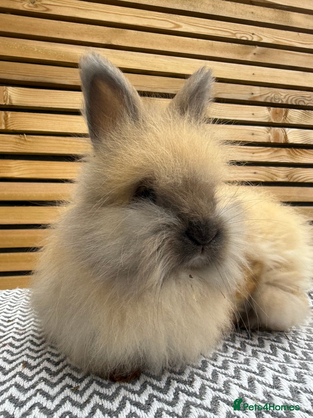 Angora rabbits for sale: Full Face English Angora’s  - Image 2