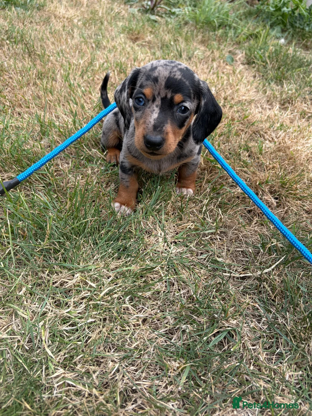 Miniature Dachshund dogs for sale: Miniature Dachshund Puppies  - Advert 2