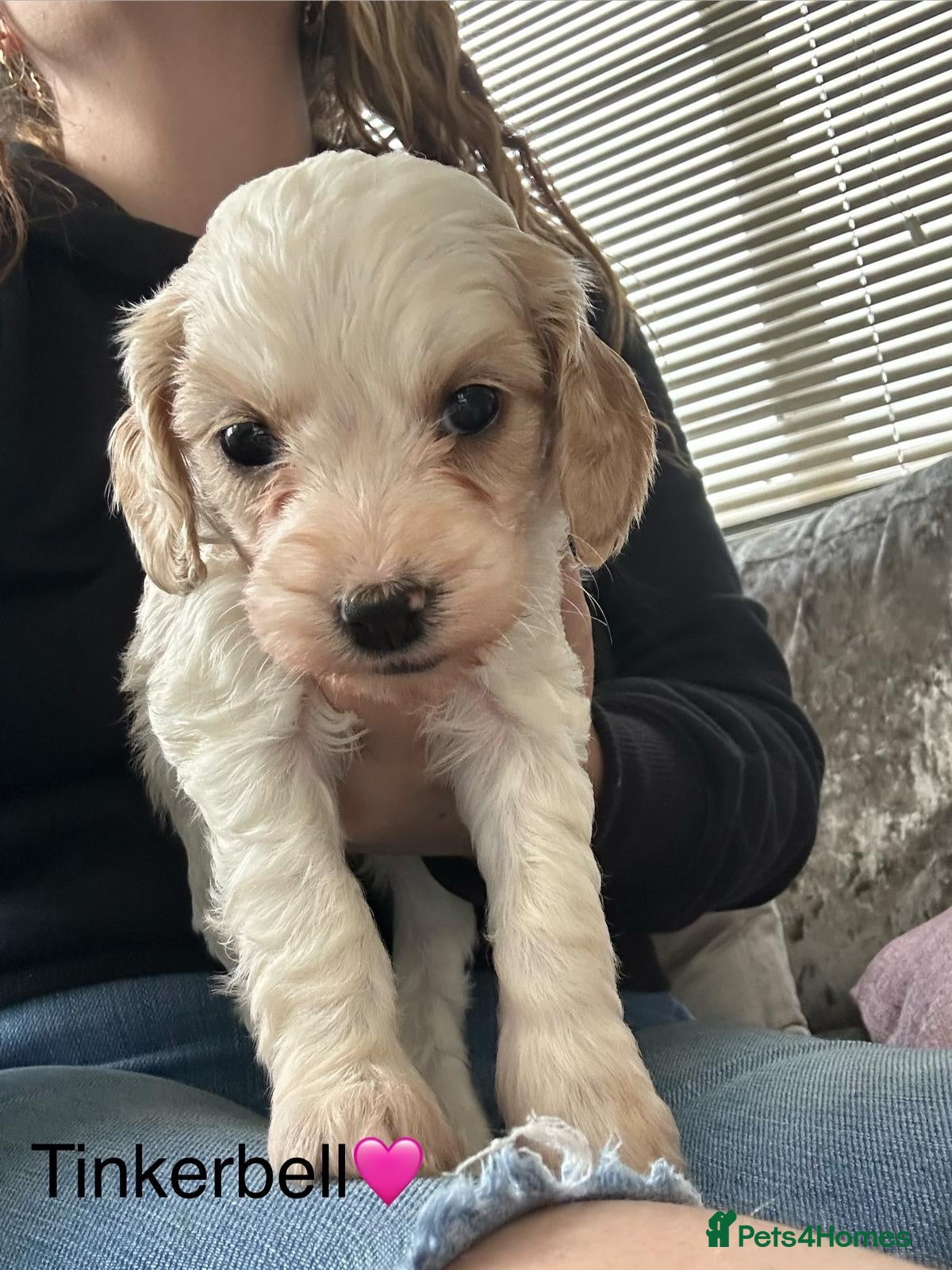 Mixed Breed dogs READY IN 2 WEEKS Apricot Cockapoo puppies 2 LEFT - Advert 12