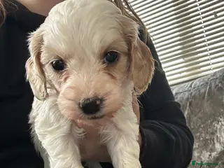 Mixed Breed dogs READY IN 2 WEEKS Apricot Cockapoo puppies 2 LEFT - Advert 12