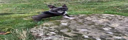 Boston Terrier dogs for sale: ✨Beautiful Boston Terrier Puppies✨ - Advert 21