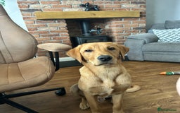 Labrador Retriever dogs for sale: Handsome Redfox Labrador - Image 1