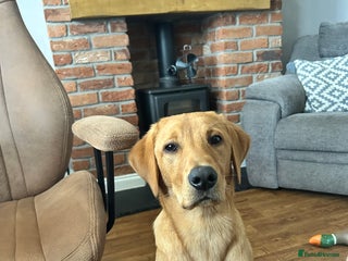 Labrador Retriever dogs - Advert 33