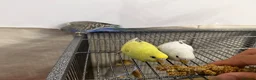 Budgerigars birds for sale: Hand Tame Baby Budgies - Advert 6