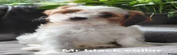 Cavapoo dogs for sale: F1b Toy cavapoo puppies Extensively health tested  - Advert 5