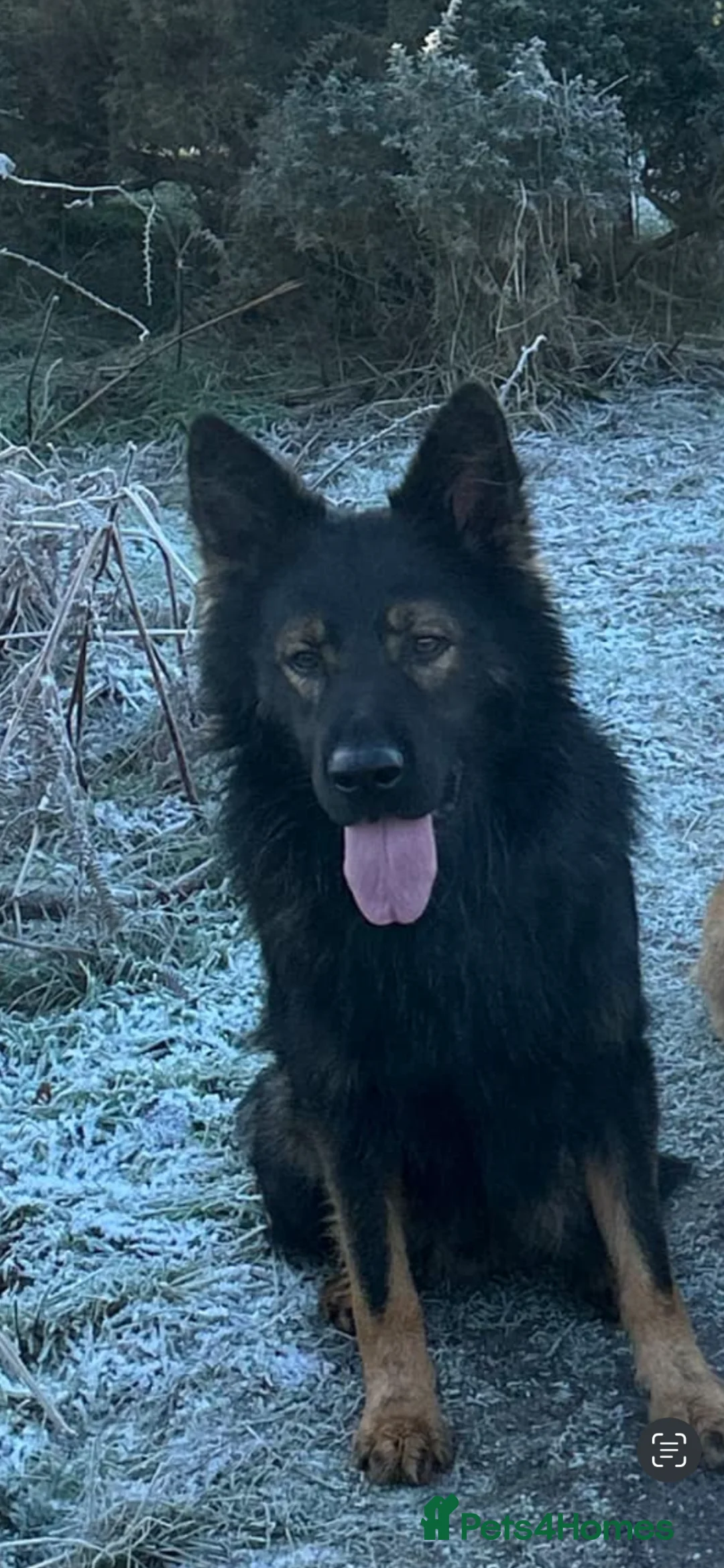 German Shepherd dogs for stud: German shepherd for stud  in Lowestoft - Advert 3