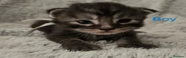 Maine Coon 1 