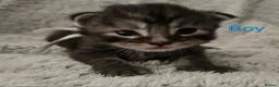 Maine Coon cats for sale: 6 TICA registered Maine Coon kittens. - Advert 7